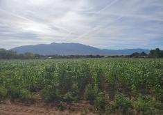 Corn Field with View of Sandias