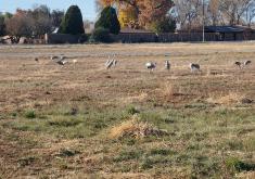 Cranes in Field
