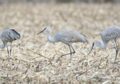 Sandhill Cranes in Field