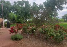 Rose Garden at La Entrada Park