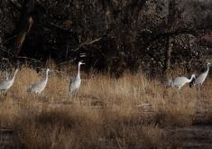 Cranes in Corrales