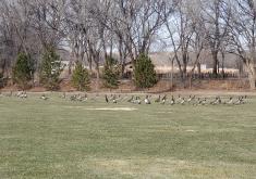 Picture of Geese in a Field