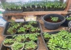 Greenhouse Tomato Plants