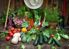 photo of garden vegetables