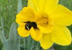 Bee in Daffodil