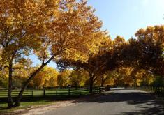 Fall Trees turning yellow
