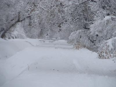 Snow in the Bosque