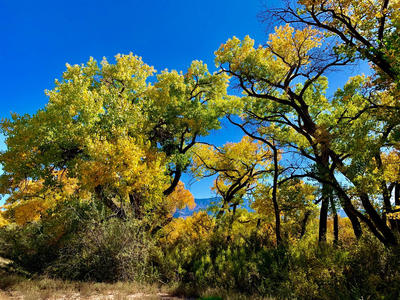 Cottonwood Trees